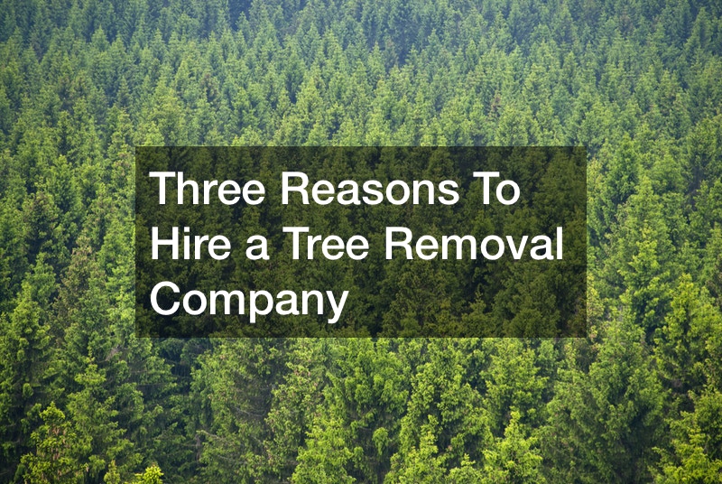 Three Reasons To Hire a Tree Removal Company