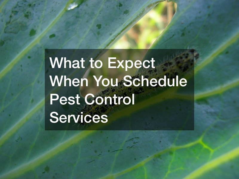 What to Expect When You Schedule Pest Control Services