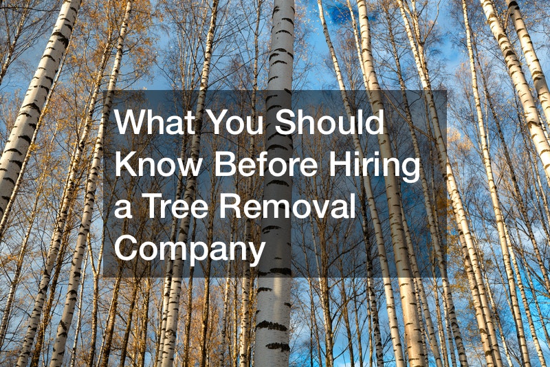 What You Should Know Before Hiring a Tree Removal Company