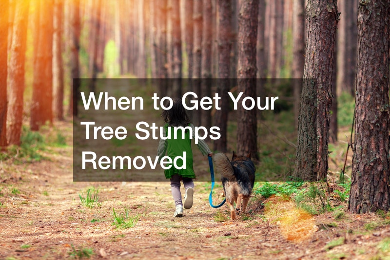 When to Get Your Tree Stumps Removed
