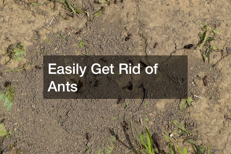 Easily Get Rid of Ants
