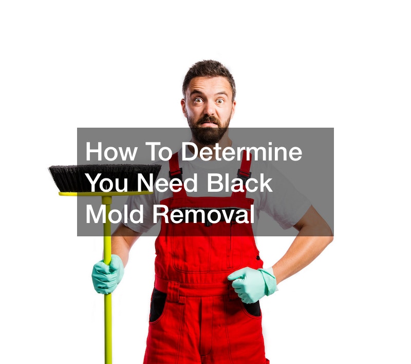 How To Determine You Need Black Mold Removal