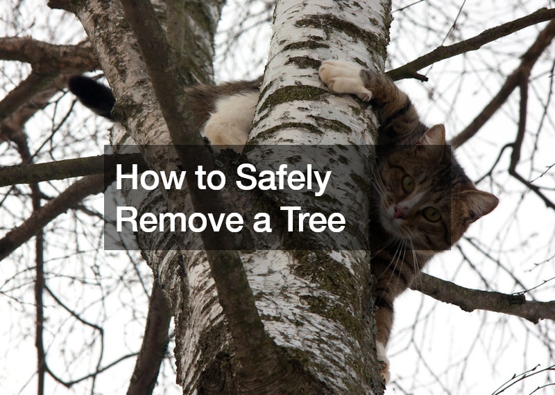 How to Safely Remove a Tree